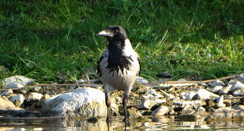 Wrona siwa, wrona (Corvus cornix)