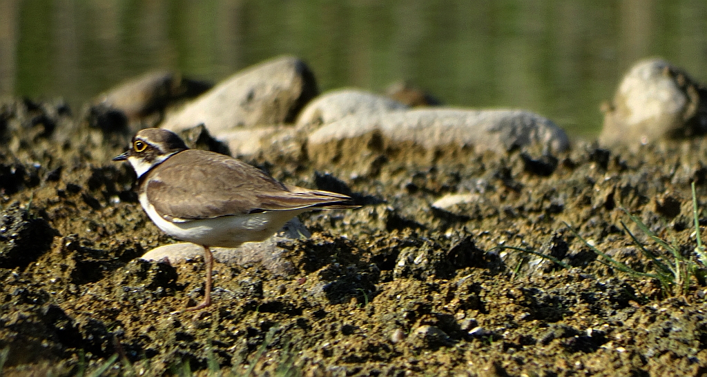 Sieweczka rzeczna (Charadrius dubius)