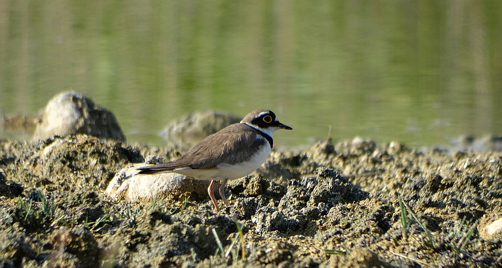 Sieweczka rzeczna (Charadrius dubius)