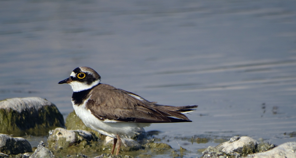 Sieweczka rzeczna (Charadrius dubius)