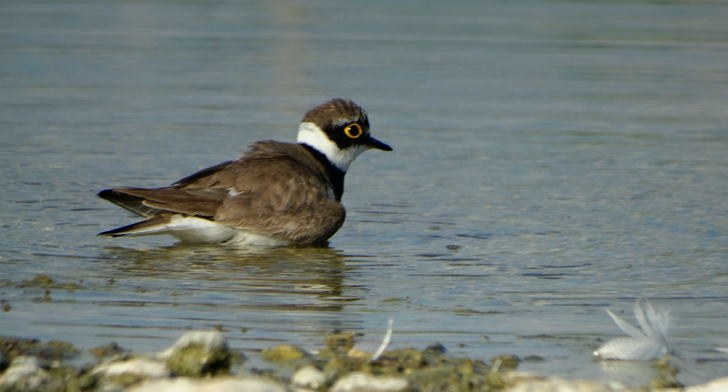 Sieweczka rzeczna (Charadrius dubius)