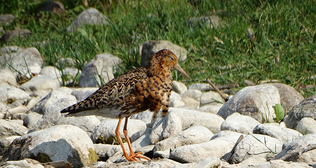 Batalion, bojownik batalion, bojownik zmienny, biegus bojownik, bojownik odmienny (Calidris pugnax)