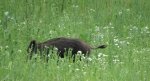 Dzik (Sus scrofa)