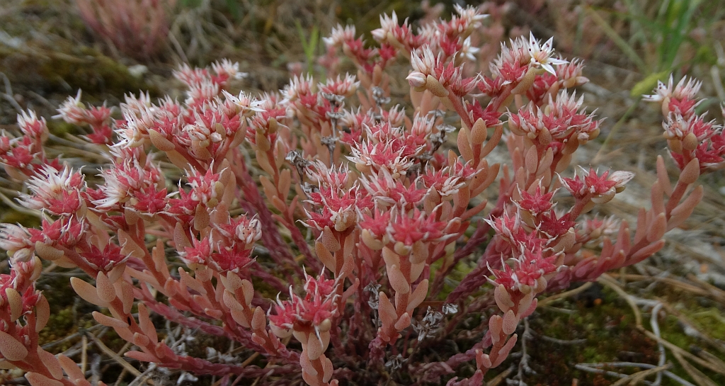 Rozchodnik siny (Sedum hispanicum)