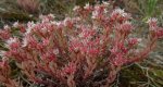 Rozchodnik siny (Sedum hispanicum)