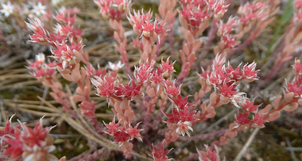 Rozchodnik siny (Sedum hispanicum)