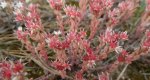 Rozchodnik siny (Sedum hispanicum)