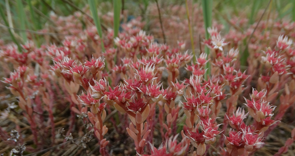 Rozchodnik siny (Sedum hispanicum)