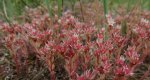 Rozchodnik siny (Sedum hispanicum)