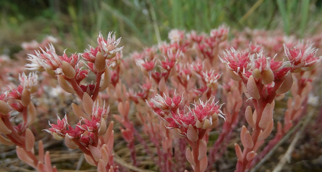 Rozchodnik siny (Sedum hispanicum)