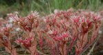 Rozchodnik siny (Sedum hispanicum)