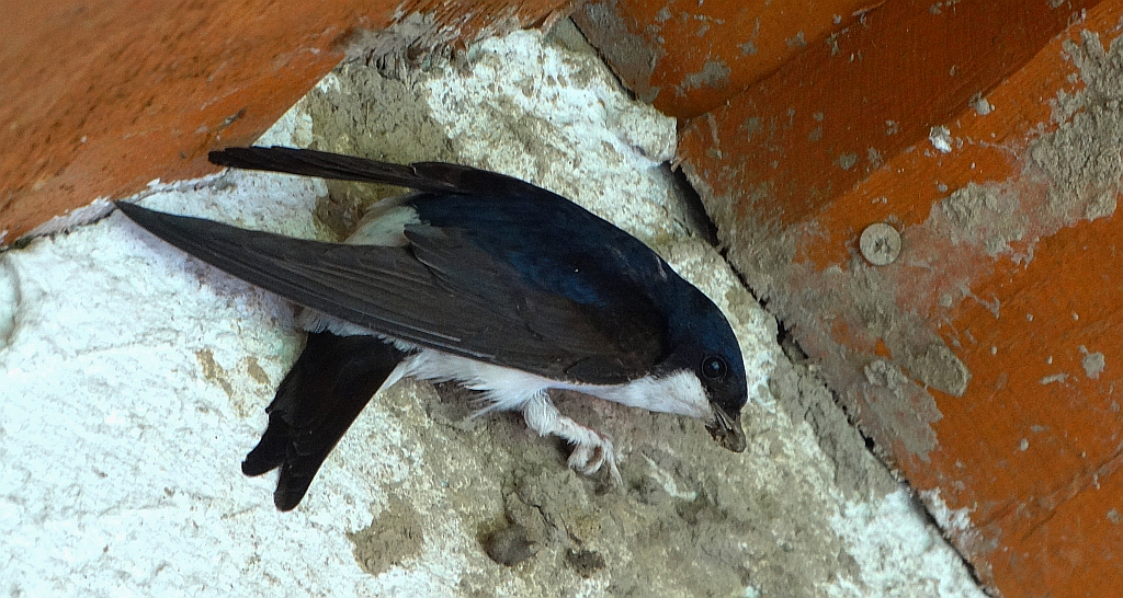 Oknówka zwyczajna, jaskółka oknówka, oknówka (Delichon urbicum)