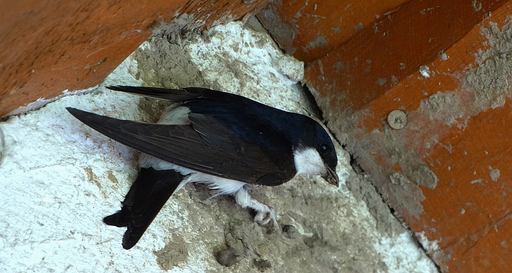 Oknówka zwyczajna, jaskółka oknówka, oknówka (Delichon urbicum)