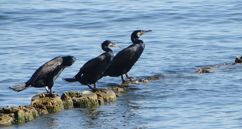 Kormoran zwyczajny, kormoran czarny (Phalacrocorax carbo)