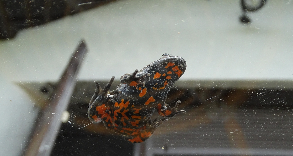 Kumak nizinny (Bombina bombina)