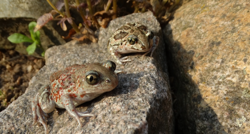 Grzebiuszka ziemna, huczek (Pelobates fuscus)