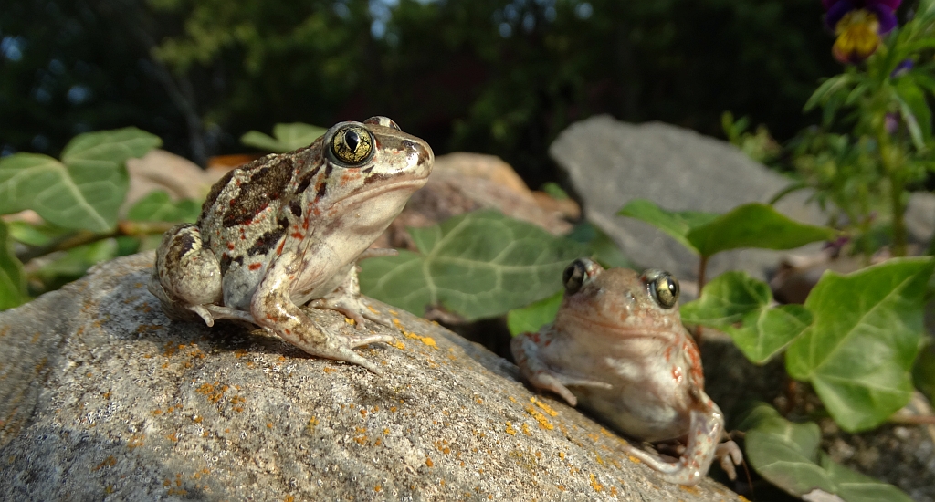 Grzebiuszka ziemna, huczek (Pelobates fuscus)