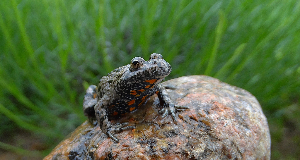 Kumak nizinny (Bombina bombina)