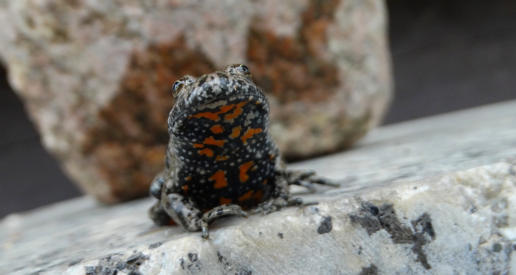 Kumak nizinny (Bombina bombina)