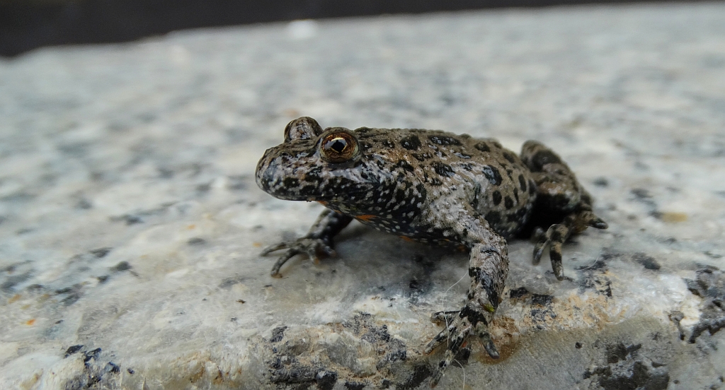 Kumak nizinny (Bombina bombina)