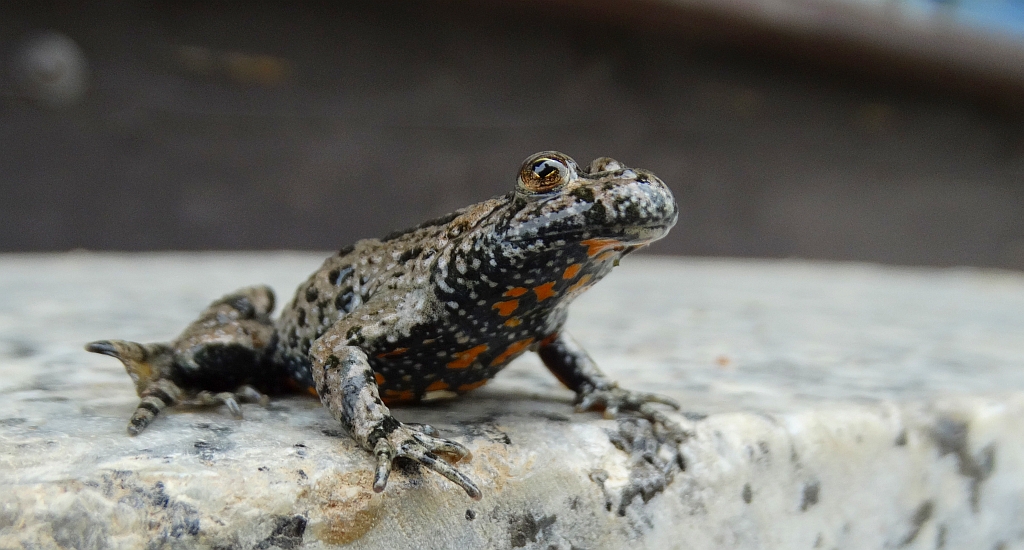 Kumak nizinny (Bombina bombina)