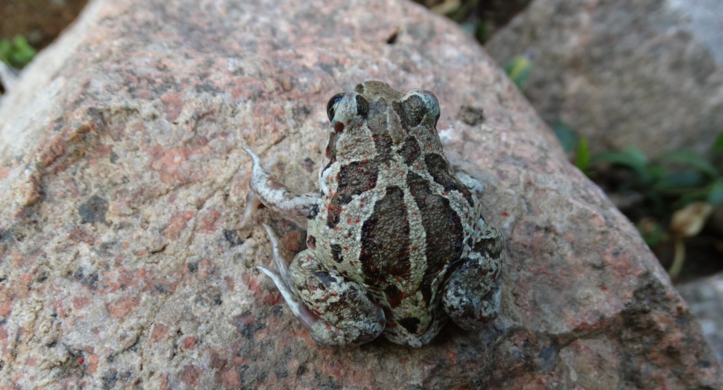 Grzebiuszka ziemna, huczek (Pelobates fuscus)