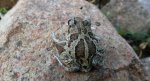 Grzebiuszka ziemna, huczek (Pelobates fuscus)