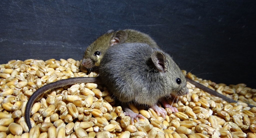 Mysz zaroślowa (Apodemus sylvaticus)