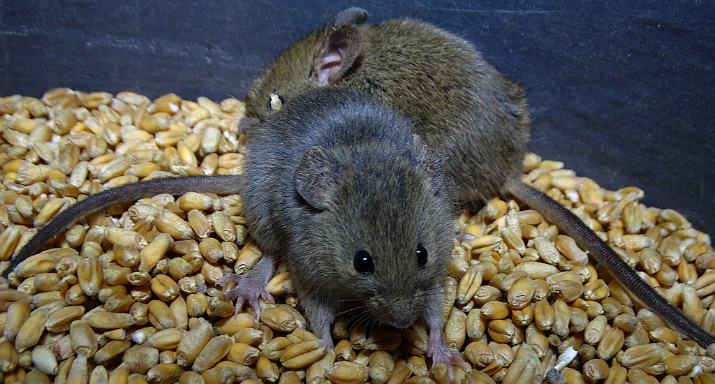 Mysz zaroślowa (Apodemus sylvaticus)