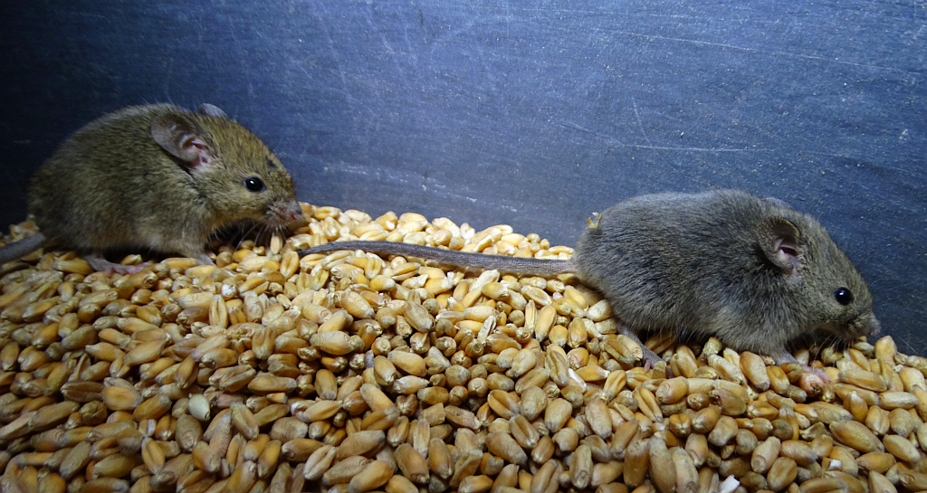 Mysz zaroślowa (Apodemus sylvaticus)