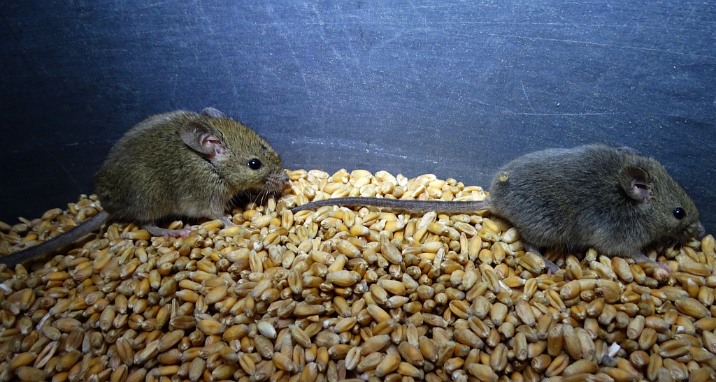 Mysz zaroślowa (Apodemus sylvaticus)