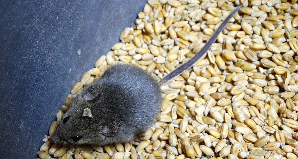 Mysz zaroślowa (Apodemus sylvaticus)