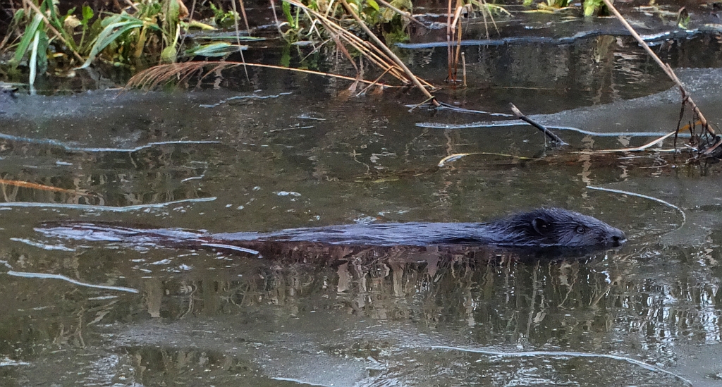 Bóbr europejski (Castor fiber)