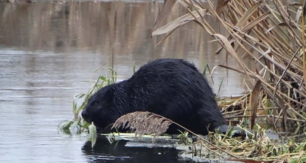 Bóbr europejski (Castor fiber)
