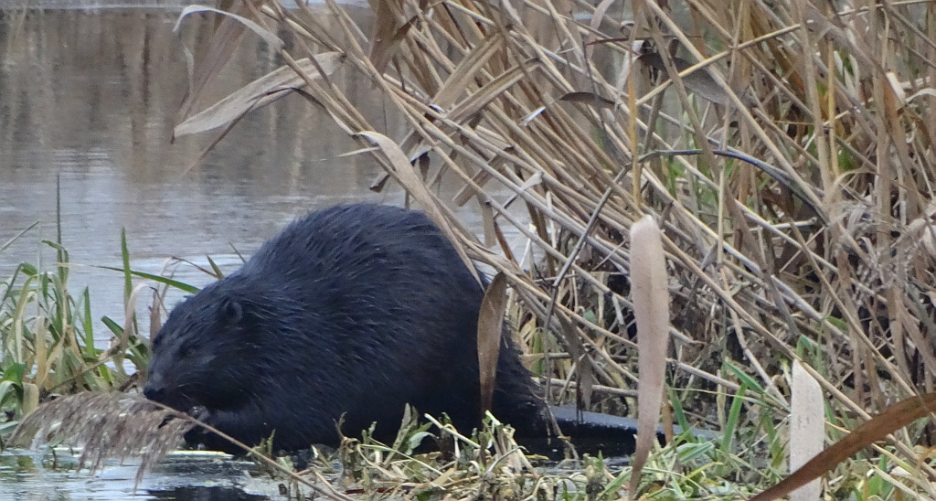 Bóbr europejski (Castor fiber)