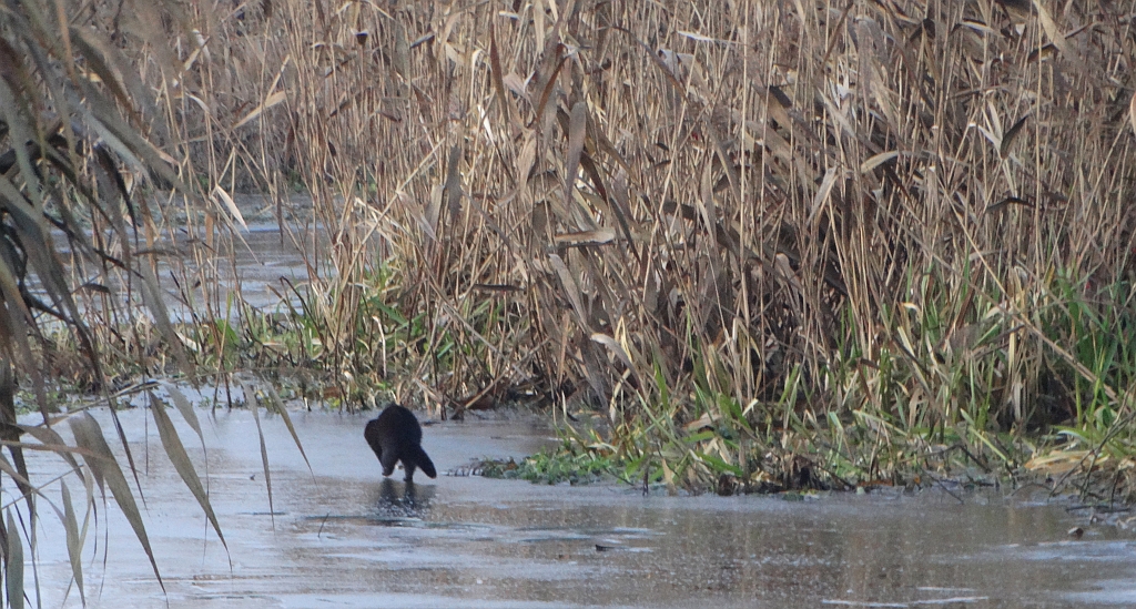 Norka amerykańska, wizon (Neovison vison)