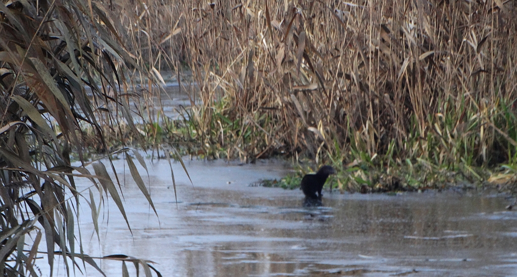 Norka amerykańska, wizon (Neovison vison)