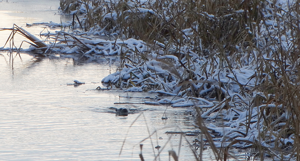 Wydra, wydra europejska (Lutra lutra)