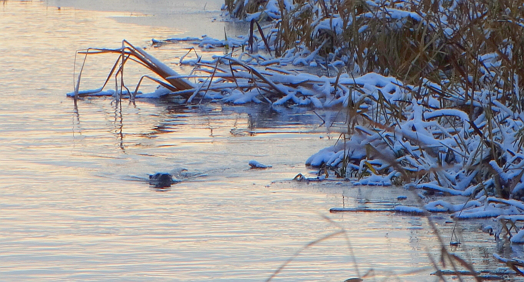 Wydra, wydra europejska (Lutra lutra)