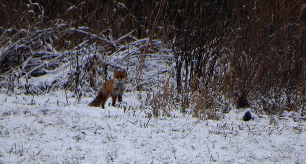 Lis, lis pospolity, lis rudy (Vulpes vulpes)