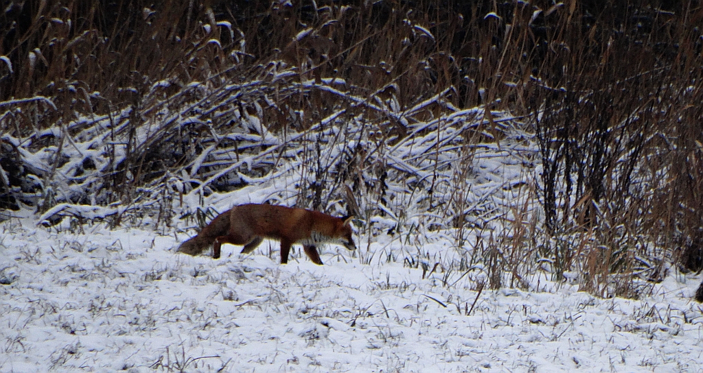 Lis, lis pospolity, lis rudy (Vulpes vulpes)