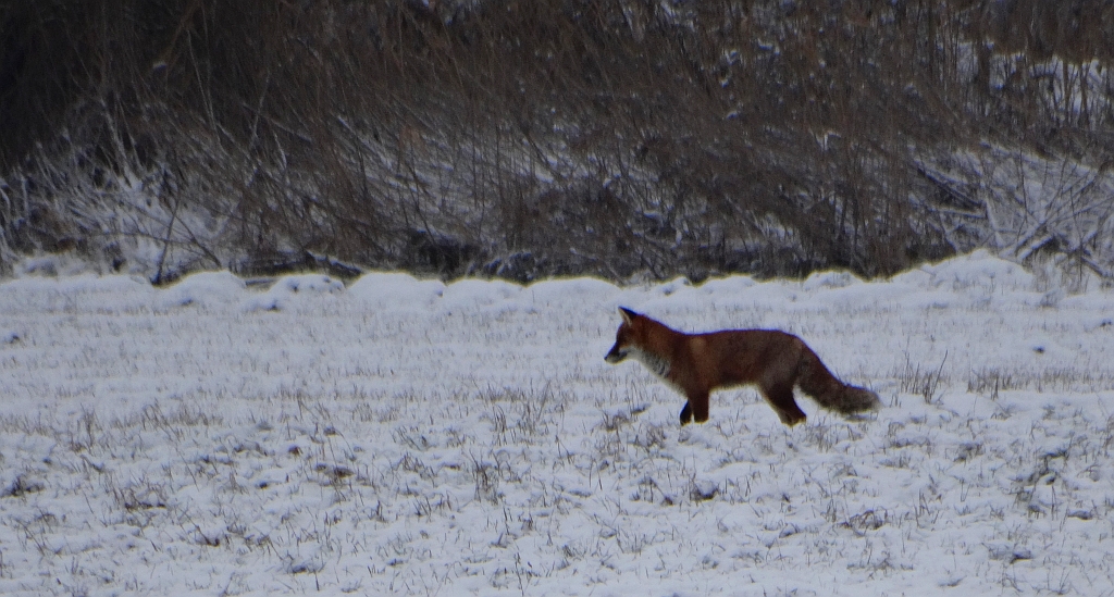 Lis, lis pospolity, lis rudy (Vulpes vulpes)