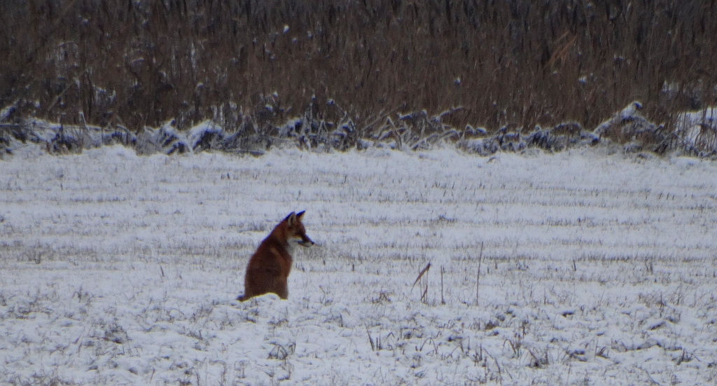 Lis, lis pospolity, lis rudy (Vulpes vulpes)