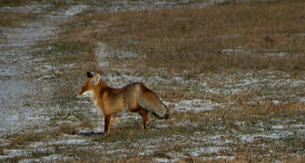 Lis, lis pospolity, lis rudy (Vulpes vulpes)