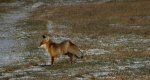 Lis, lis pospolity, lis rudy (Vulpes vulpes)
