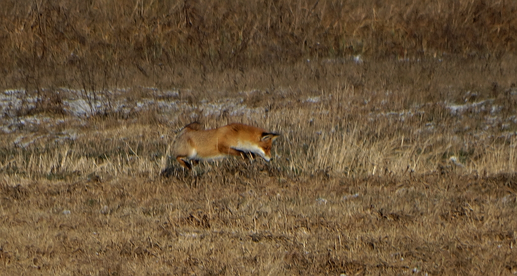 Lis, lis pospolity, lis rudy (Vulpes vulpes)