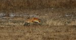 Lis, lis pospolity, lis rudy (Vulpes vulpes)