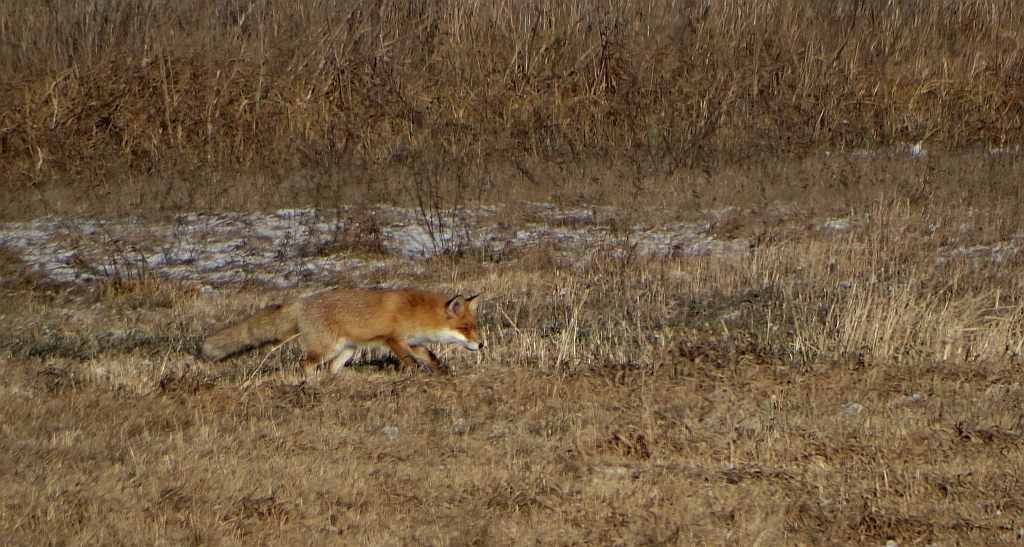 Lis, lis pospolity, lis rudy (Vulpes vulpes)