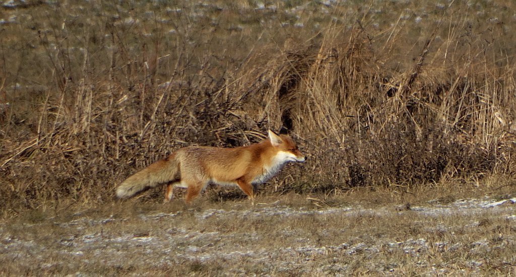 Lis, lis pospolity, lis rudy (Vulpes vulpes)