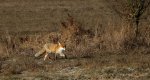 Lis, lis pospolity, lis rudy (Vulpes vulpes)